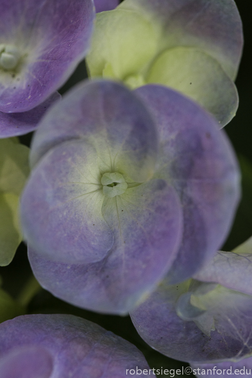 hydrangea